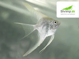 Skalár amazonský - Platinum white