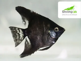 Skalár amazonský - Black