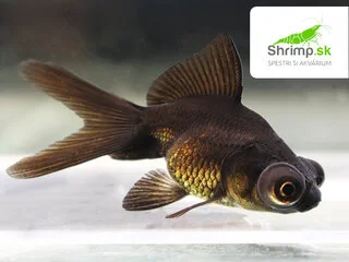 Závojnatka Black telescope - Carassius auratus
