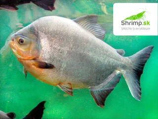 Piraňa rastlinožravá 3-5 cm - Piaractus brachypomus