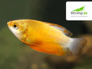 Koliza pyskatá red - Colisa labiosa
