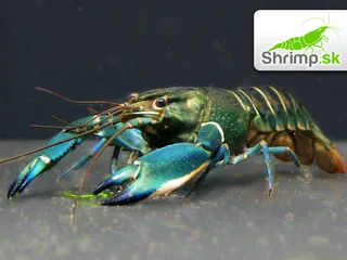 Rak Cherax sp. Blue Moon - samec