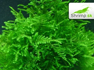 Mach Peacock Moss - Taxiphyllum spec. - in vitro 100 ml
