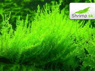 Mach Erect Moss - Vesicularia reticulata - in vitro 100 ml