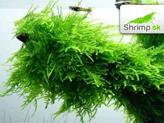 Mach Spiky Moss - Taxiphyllum spec. - in vitro 100 ml