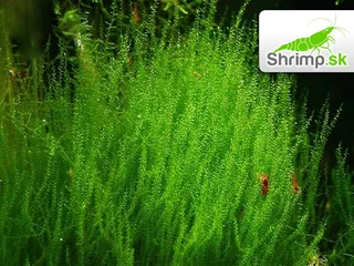 Mach Stringy Moss - Leptodyctium riparium - in vitro 100 ml