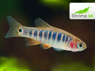 Razbora barmská - Danio erythromicron