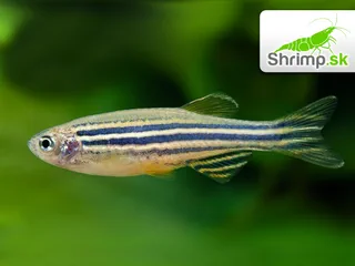 Danio prúžkované - Danio rerio