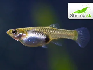 Živorodka wingei - Poecilia wingei - samička