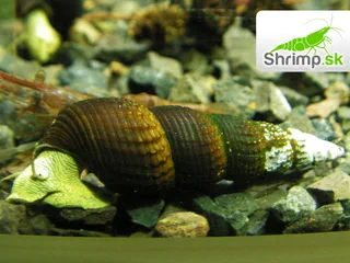 Slimák Tylomelania sp. - Golden Rabbit