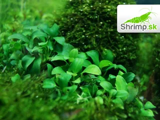 Anubias nana mini - košík