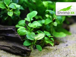 Anubias nana bonsai (micro) - košík