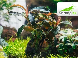 Bucephalandra Godzilla Kedagang red - košík