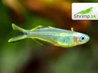 Dúhovka vidlochvostá - Pseudomugil furcatus