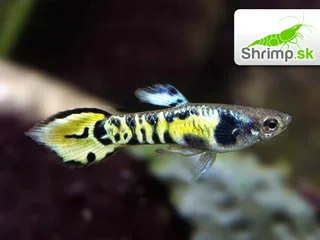 Živorodka wingei - Yellow tiger - samček