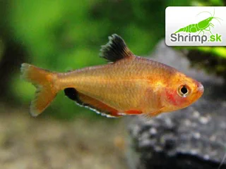 Tetra krvavá - Hyphessobrycon eques
