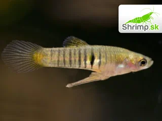 Živorodka pôvabná - Neoheterandria elegans