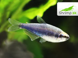 Tetra kráľovská Super blue - Inpaichthys kerri