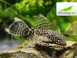 Prísavník long fin - Ancistrus sp.