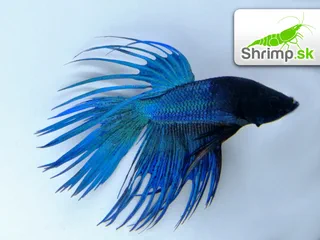 Bojovnica pestrá - samec Crown tail modrý