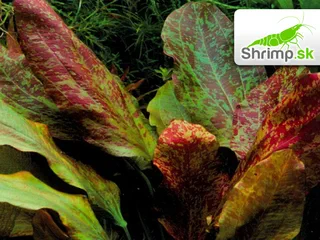 Echinodorus red flame - košík