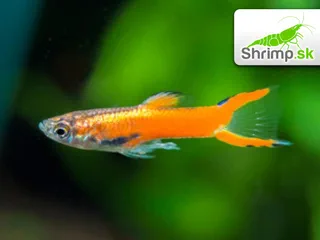 Živorodka wingei Red - Poecilia wingei - samček