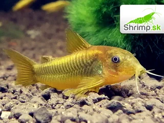 Pancierniček Peru gold strip - Corydoras aeneus