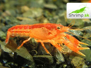 CPO Mini ráčik - Cambarellus patzcuarensis orange