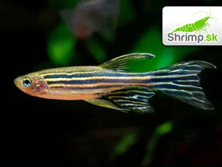 Danio prúžkované long fin - Danio rerio