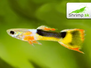 Živorodka wingei - Yellow half tuxedo - samček