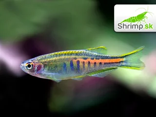 Danio myanmarské - Danio choprae