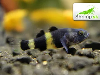 Býčko zlatopásy - Brachygobius doriae