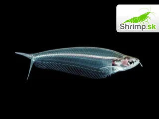 Sumec sklovitý - Kryptopterus vitreolus (bicirrhis)