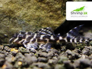Prísavník King tiger pleco L066 (2-3 cm) - Hypancistrus sp. L066