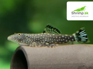 Prísavník hrebenatý - Gastromyzon ctenocephalus