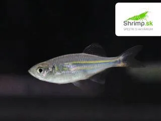 Danio malabarské - Devario aequipinnatus