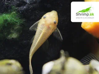 Prísavník L144 - Ancistrus sp. (L144)