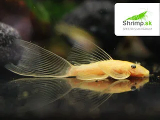 Prísavník L144 Long fin - Ancistrus sp. (L144 Long fin) 