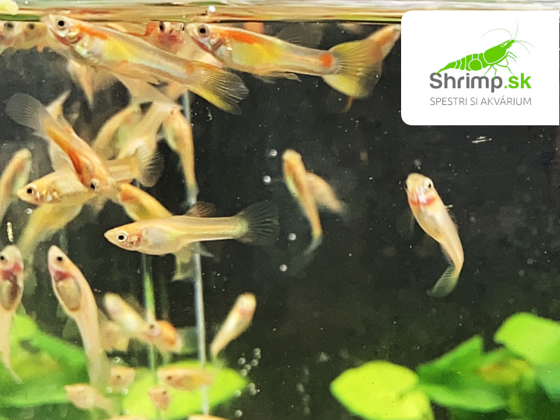 Živorodka wingei Gold/Yellow mix