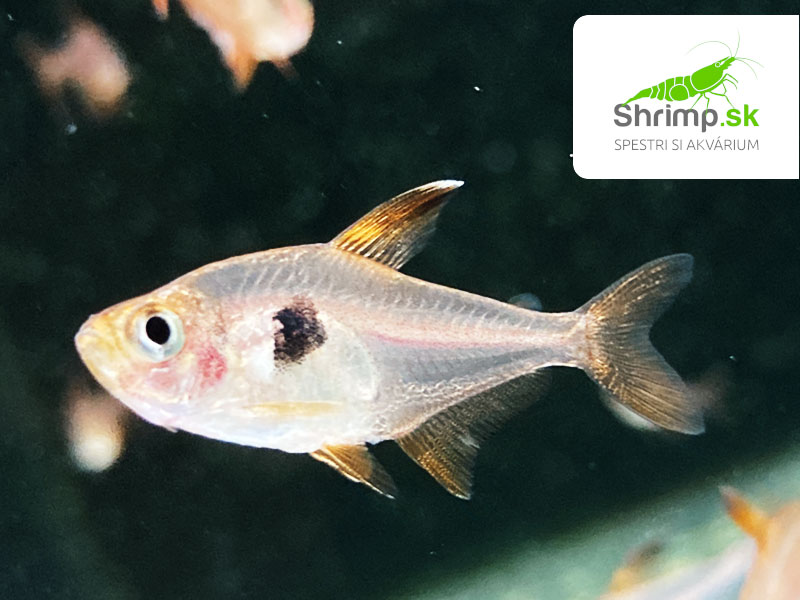 Fantóm červený - Hyphessobrycon sweglesi