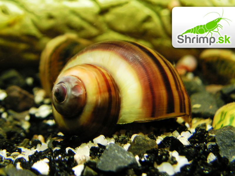 Slimák Ampulária hnedá - Ampullaria australis