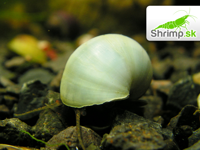 Slimák Ampulária modrá - Ampullaria australis