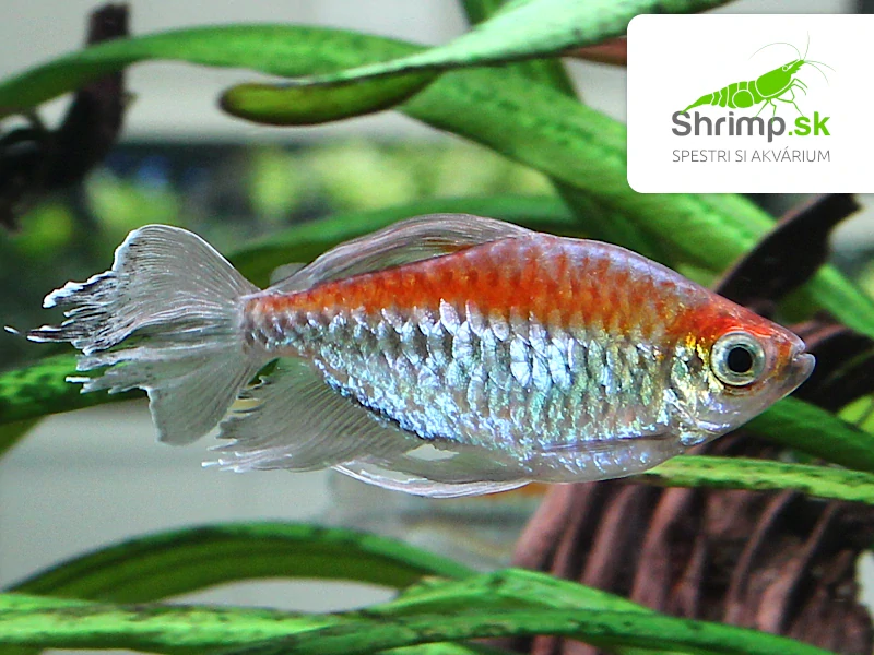 Tetra kongo - Phenacogrammus interruptus