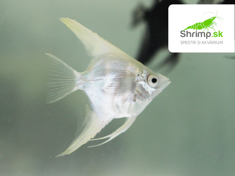 Skalár amazonský - Platinum white