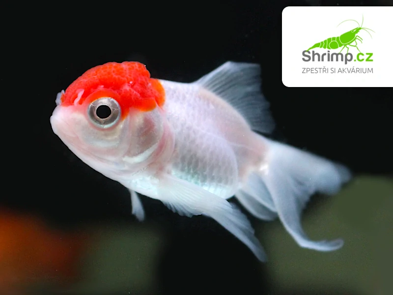 Závojnatka Red cap - Carassius auratus