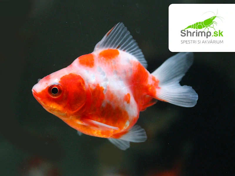 Závojnatka Red&white - Carassius auratus