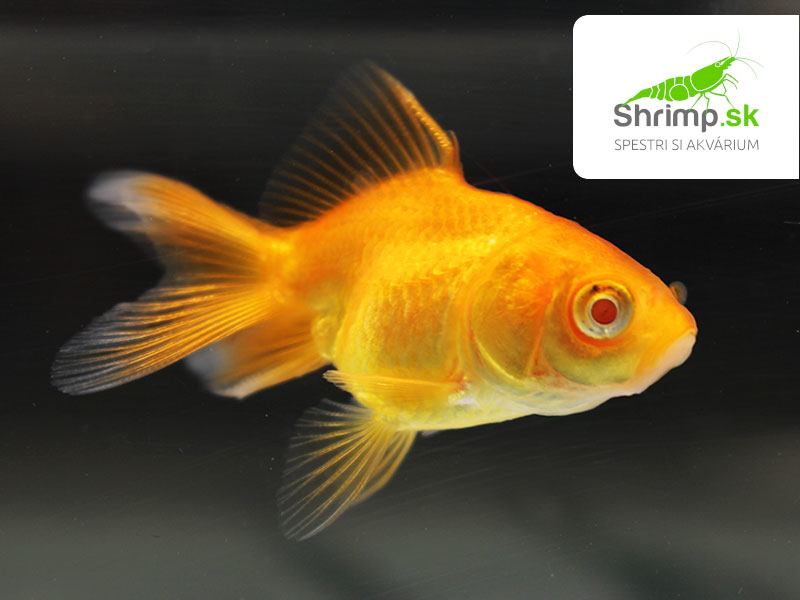 Závojnatka Red oranda - Carassius auratus