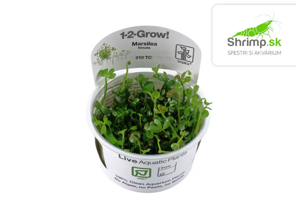 Marsilea hirsuta - in vitro 100 ml