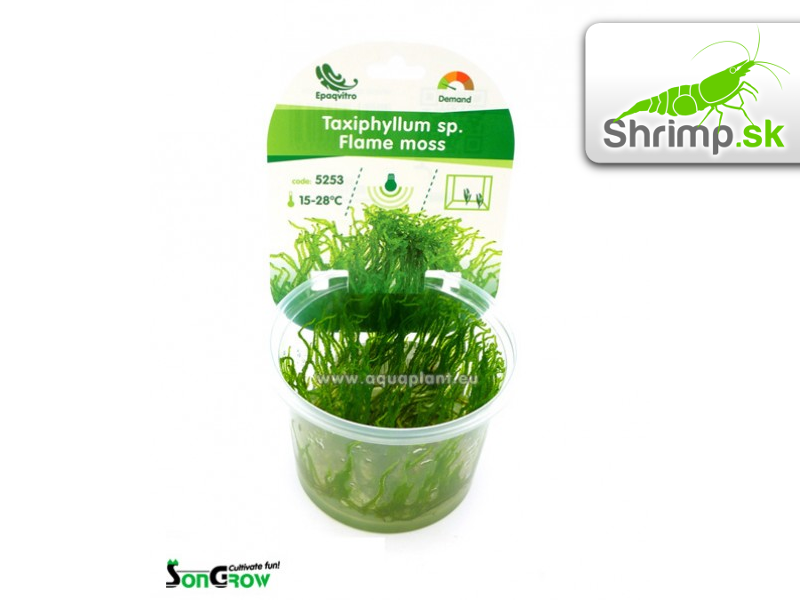 Flame Moss - Taxiphyllum spec.- in vitro 100 ml