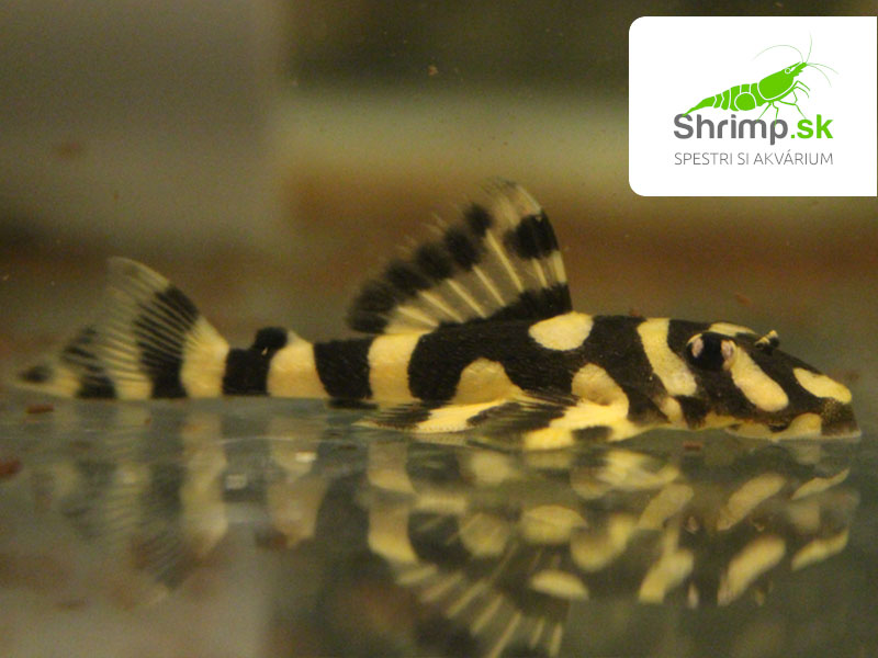 Prísavník L 168 (2-3 cm) - Dekeyseria brachyura
